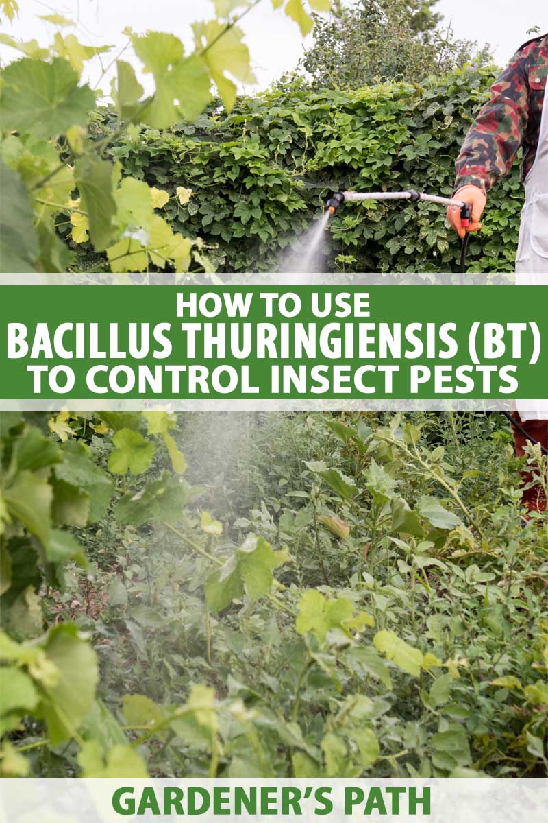 Садовник использует ранцевый опрыскиватель для обработки овощных растений Bacillus thuringiensis (BT).