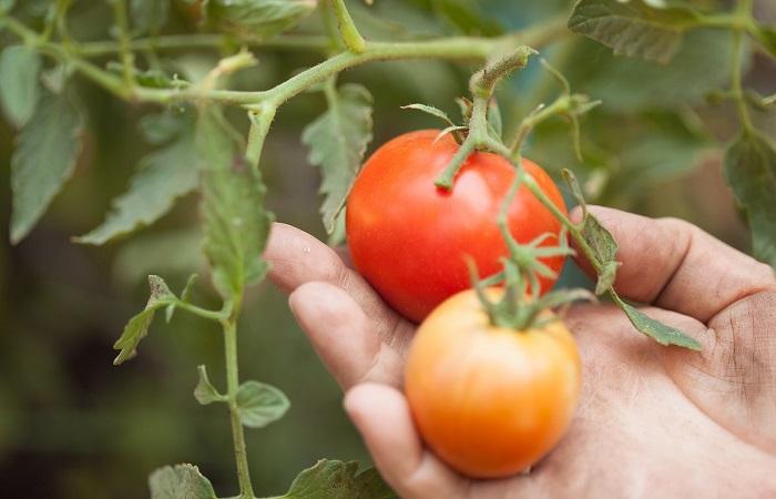 помидоры в руках 