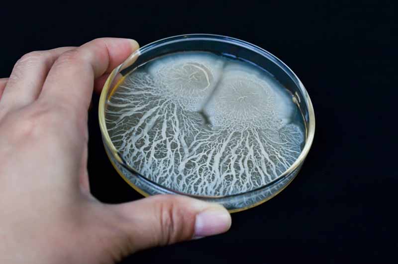 Биофунгицид Bacillus subtilis, выращенный в чашке Петри.  Человеческая рука держит блюдо на камеру.  Черный фон.
