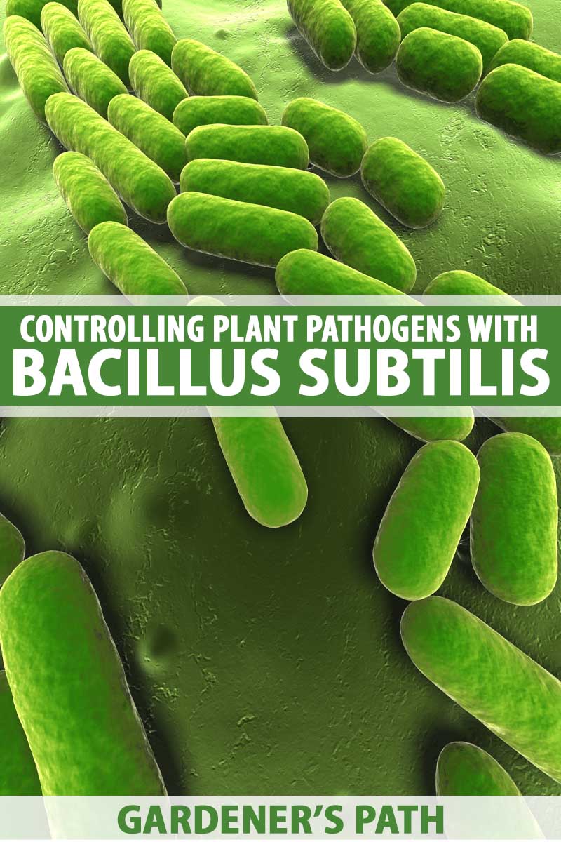 Графика, изображающая микроскопический вид Bacillus subtillus.
