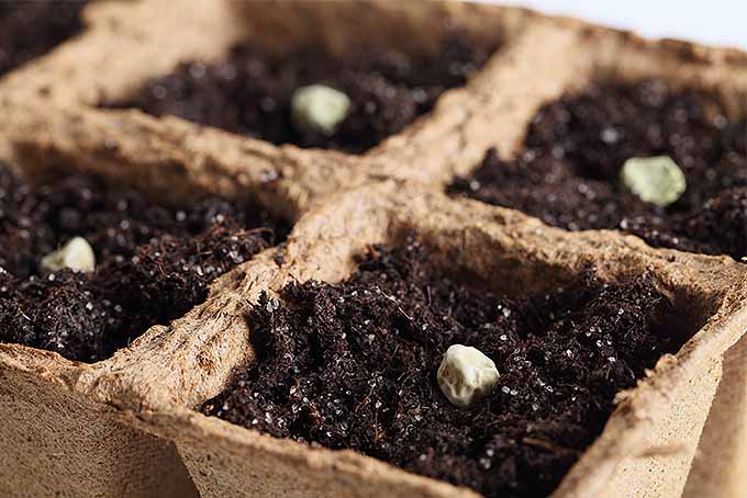 Посадите однолетние семена в помещении с помощью кашпо, сделанного своими руками.  |  Gardenerspath.com