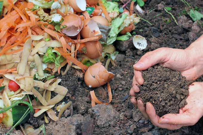 Две руки справа от кадра держат горсть компоста.  Слева от кадра пищевые отходы.