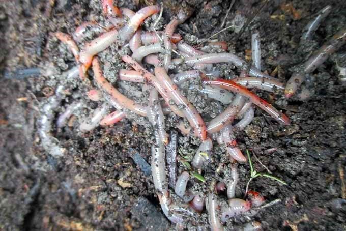 Крупный план скопления червей в компостной куче.