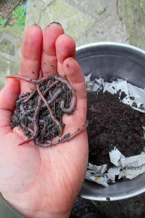 Вертикальное изображение руки, держащей скопление дождевых червей, на фоне контейнера для компоста.