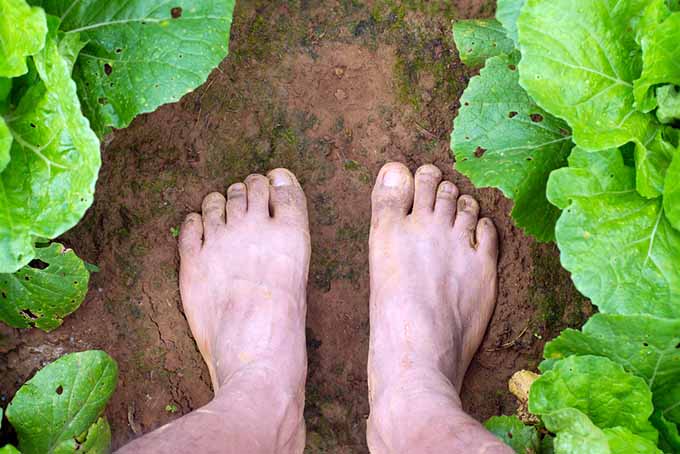 Изображение сверху вниз двух босых ног, стоящих на земле в саду между двумя рядами овощей.