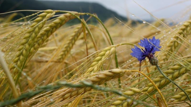 опрыскивание пшеницы