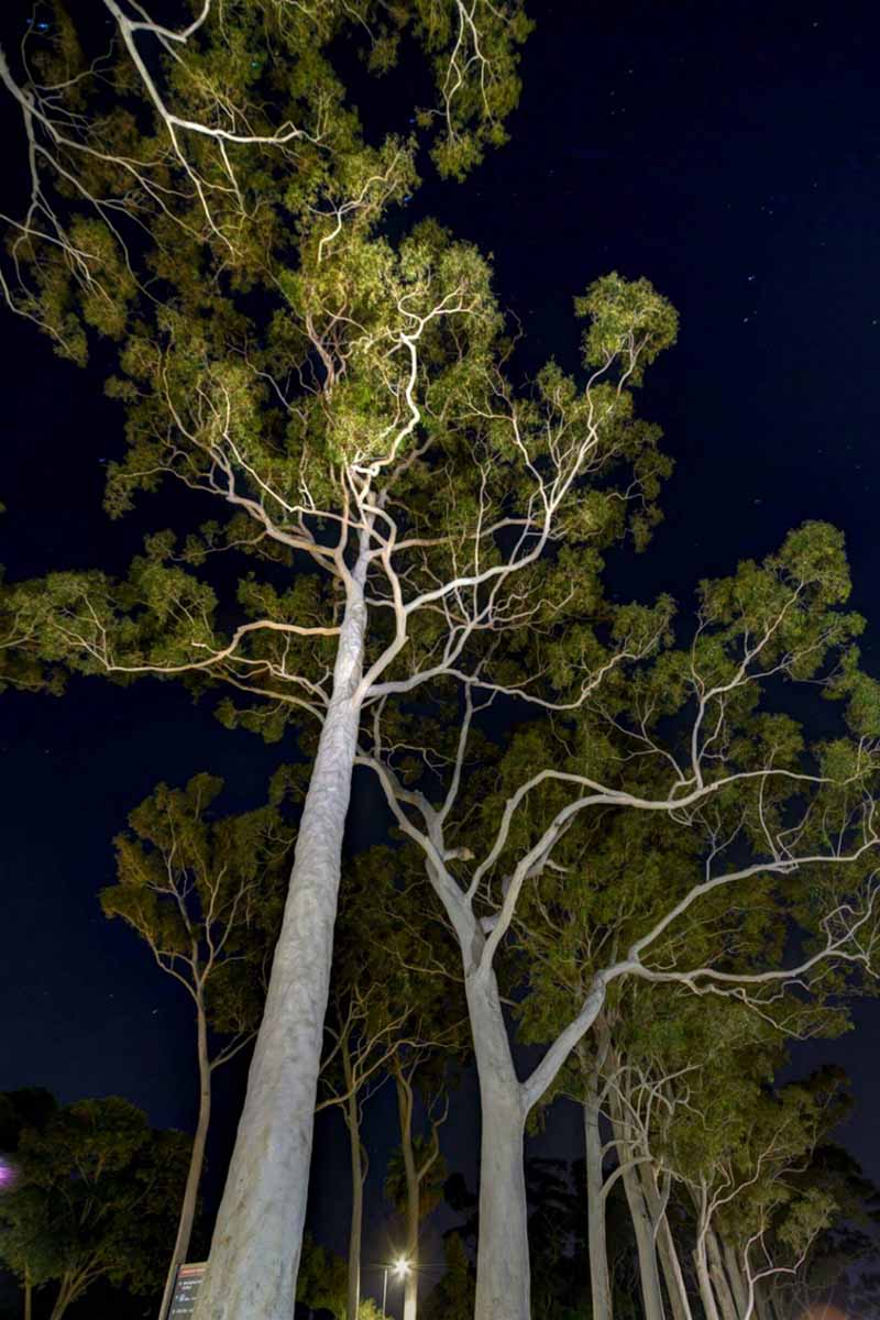 Вертикальное изображение ряда деревьев, освещенное ночью расположенными под ними прожекторами.