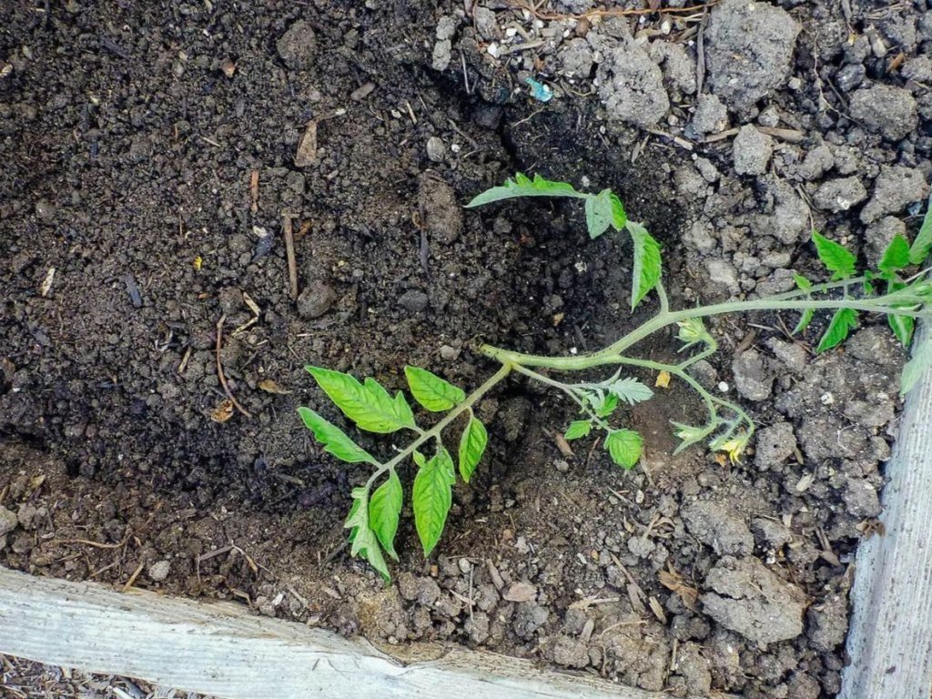 посадка томатов в грунт рассадой